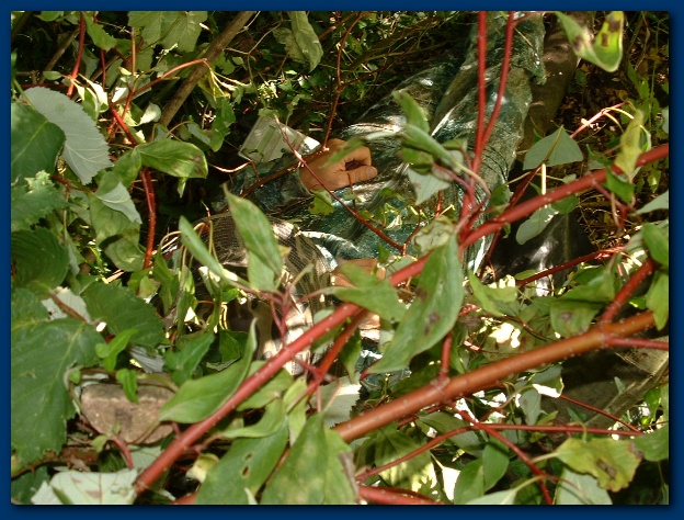 600x449 pixels (168K)